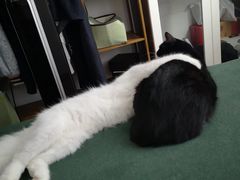 -1013 PET SHOP 宠物商店(近铁城市广场店)