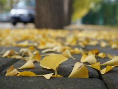 -三里屯东五街银杏大道