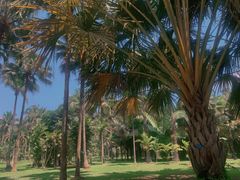 -中国科学院西双版纳热带植物园
