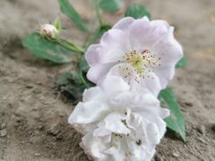 -东升八家郊野公园