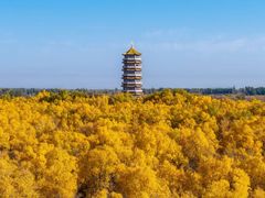 -金塔沙漠胡杨林景区