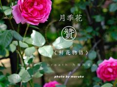 -大关公园