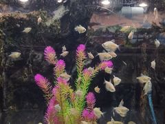-苏州海洋馆