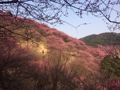 -新建村梅花