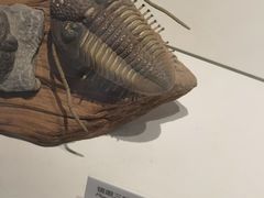-重庆自然博物馆(新馆)