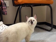 -瑞鹏宠物医院·普外科·影像科·皮肤科(城市山谷分院)