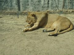-北京野生动物园