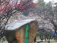 -香雪海