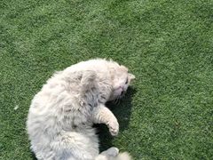 -小鱼草莓采摘园农家乐·小鱼餐厅