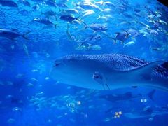 -烟台海昌鲸鲨海洋公园