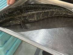 -金三可市井水煮鱼(金碧园店)