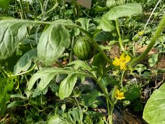 -万源龙顺度假庄园生态观光园