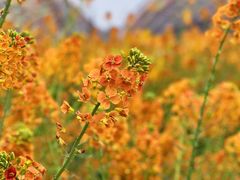 -中国天府农业博览园