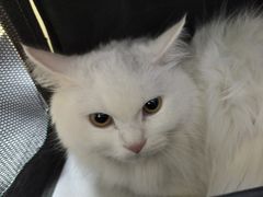 -瑞派天宁宠物医院·猫科·异宠中心
