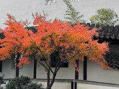 -秋霞圃