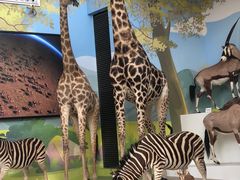 -陕西自然博物馆