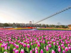 -洪湖湿地生态园