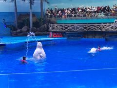 -海合安成都极地海洋公园