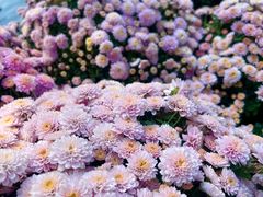 -杭州植物园
