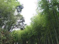 -广州市石门国家森林公园