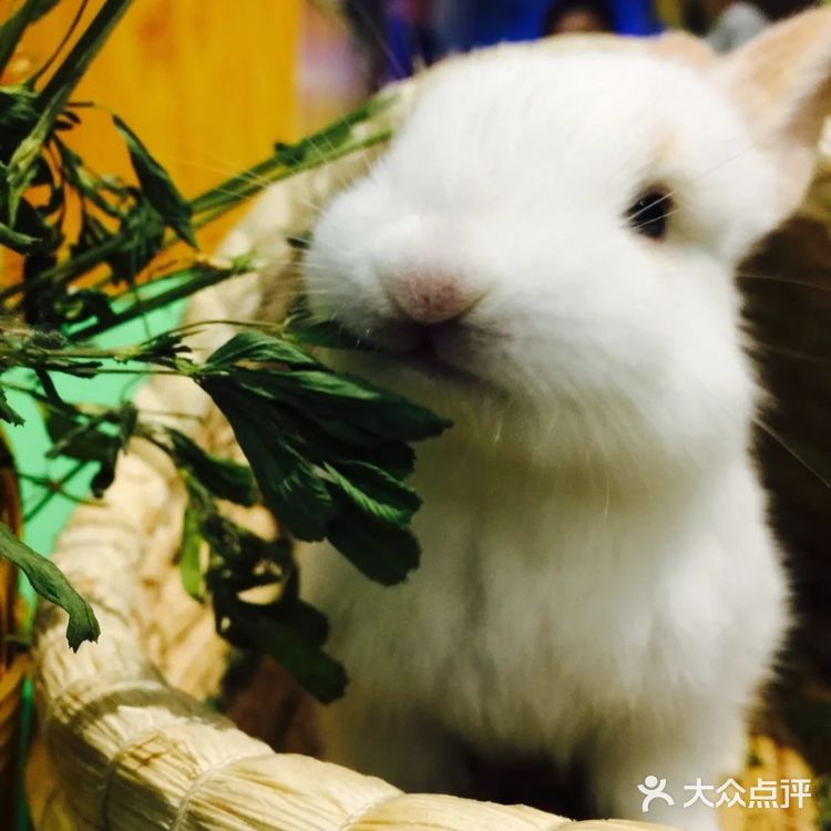 萌宠乐园夏日来打卡[调皮]