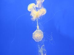 -上海海洋水族馆