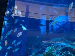 -迪拜水族馆及水下动物园