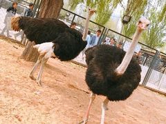 -长白岛森林公园