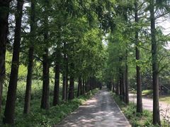 -上海滨江森林公园
