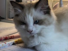 -糯米喵星人总部直营旗舰店·猫舍·幼猫出售