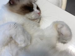 -飞行喵MR PILOT|猫舍·猫咖(静安大融城店)