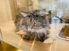 -飞行喵MR PILOT|猫舍·猫咖(静安大融城店)