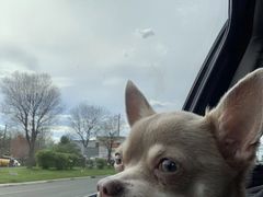 -美玲拉面(鞍山西道店)