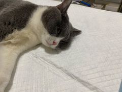 -灵美宠物诊所