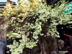 -桂林市花鸟市场