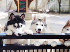 -TrueLove @ Neverland (Husky Cafe)