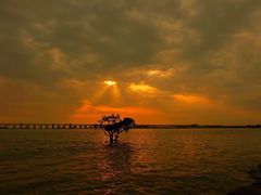 -宝安西湾红树林湿地公园