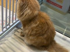 -藏猫猫咖啡主题馆(中央大道店)