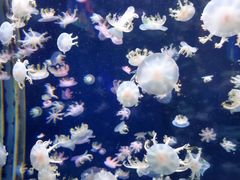 -太平洋海底世界