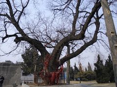 -洛阳周公庙博物馆