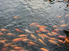 -长春市南湖公园