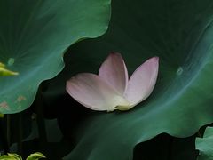-荔湾湖公园