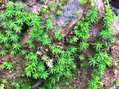 苔藓君-碧峰峡风景区