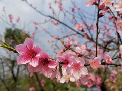 -楠柏弯休闲山庄(梨花溪店)