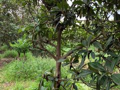 -塘栖枇杷特色园区