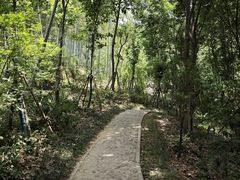 -上海佘山国家森林公园天马山园