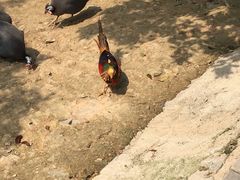 -泉州海丝野生动物世界