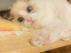-猫的茶·猫咖