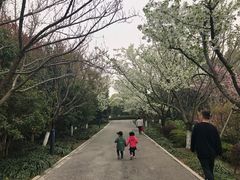-金鸡湖桃花岛