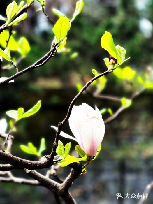 成都武侯祠博物馆图片